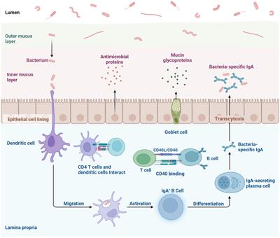 The gut homeostasis-immune system axis: novel insights into rheumatoid arthritis pathogenesis and treatment